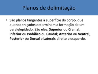 Planos de delimitação
• São planos tangentes à superfície do corpo, que
quando traçados determinam a formação de um
paralelepídedo. São eles: Superior ou Cranial;
Inferior ou Podálico ou Caudal; Anterior ou Ventral,
Posterior ou Dorsal e Laterais direito e esquerdo.
 