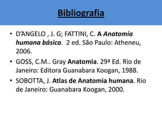 Bibliografia
• D’ANGELO , J. G; FATTINI, C. A Anatomia
humana básica. 2 ed. São Paulo: Atheneu,
2006.
• GOSS, C.M.. Gray Anatomia. 29ª Ed. Rio de
Janeiro: Editora Guanabara Koogan, 1988.
• SOBOTTA, J. Atlas de Anatomia humana. Rio
de Janeiro: Guanabara Koogan, 2000.
 