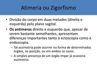 Atimeria ou Zigorfismo
• Divisão do corpo em duas metades (direita e
esquerda) pelo plano sagital.
• Os antímeros direito e esquerdo que, apesar de
serem bastante semelhantes, apresentam
diferenças importantes tanto à ectoscopia como à
endoscopia.
– Tal assimetria pode ocorrer na forma de determinados
órgãos, na posição, ou em ambos os casos.
– A simples presença de um órgão ímpar já ocasiona
assimetria.
 