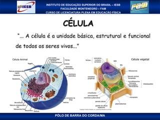 CÉLULA    “ ... A célula é a unidade básica, estrutural e funcional de todos os seres vivos...”   