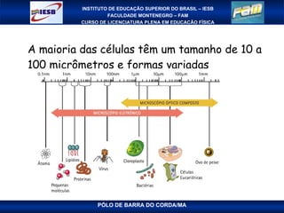 A maioria das células têm um tamanho de 10 a 100 micrômetros e formas variadas 