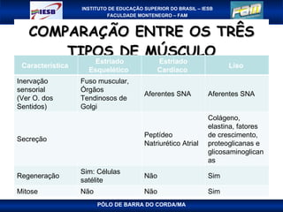 COMPARAÇÃO ENTRE OS TRÊS TIPOS DE MÚSCULO PÓLO DE BARRA DO CORDA/MA Característica  Estriado Esquelético  Estriado Cardíaco  Liso  Inervação sensorial  (Ver O. dos Sentidos) Fuso muscular, Órgãos Tendinosos de Golgi Aferentes SNA Aferentes SNA Secreção   Peptídeo Natriurético Atrial Colágeno, elastina, fatores de crescimento, proteoglicanas e   glicosaminoglicanas Regeneração Sim: Células satélite Não Sim Mitose Não Não Sim 
