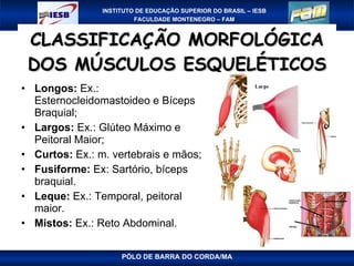 CLASSIFICAÇÃO MORFOLÓGICA DOS MÚSCULOS ESQUELÉTICOS Longos:  Ex.: Esternocleidomastoideo e Bíceps Braquial; Largos:  Ex.: Glúteo Máximo e Peitoral Maior; Curtos:  Ex.: m. vertebrais e mãos; Fusiforme:  Ex: Sartório, bíceps braquial. Leque:  Ex.: Temporal, peitoral maior. Mistos:  Ex.: Reto Abdominal. PÓLO DE BARRA DO CORDA/MA 