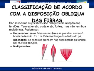 CLASSIFICAÇÃO DE ACORDO COM A DISPOSIÇÃO OBLIQUA DAS FIBRAS São músculos cujas fibras são oblíquas em relação aos tendões. Tem extensão curta e são fortes, mas não tem boa resistência. Podem ser: Unipenados:  se os feixes musculares se prendem numa só borda do tendão. Ex. : m. Extensor longo dos dedos do pé; Bipenados:  se os feixes prendem nas duas bordas do tendão. Ex: M. Reto da Coxa. Multipenados: PÓLO DE BARRA DO CORDA/MA 