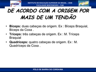 DE ACORDO COM A ORIGEM POR MAIS DE UM TENDÃO Bíceps:  duas cabeças de origem. Ex : Bíceps Braquial, Bíceps da Coxa . Tríceps:  três cabeças de origem. Ex : M. Tríceps Braquial Quadríceps:  quatro cabeças de origem. Ex : M. Quadríceps da Coxa . PÓLO DE BARRA DO CORDA/MA 