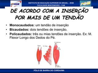 DE ACORDO COM A INSERÇÃO POR MAIS DE UM TENDÃO Monocaudados:  um tendão de inserção Bicaudados:  dois tendões de inserção. Policaudados:  três ou mias tendões de inserção. Ex: M. Flexor Longo dos Dedos do Pé. PÓLO DE BARRA DO CORDA/MA 