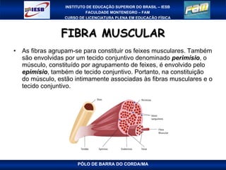 FIBRA MUSCULAR As fibras agrupam-se para constituir os feixes musculares. Também são envolvidas por um tecido conjuntivo denominado  perimísio , o músculo, constituído por agrupamento de feixes, é envolvido pelo  epimísio , também de tecido conjuntivo. Portanto, na constituição do músculo, estão intimamente associadas às fibras musculares e o tecido conjuntivo. PÓLO DE BARRA DO CORDA/MA 