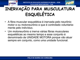 INERVAÇÃO PARA MUSCULATURA ESQUELÉTICA A fibra muscular esquelética é inervada pelo neurônio motor α ou motoneurônio α que é controlado voluntaria-mente pelo indivíduo. Um motoneurônio α inerva várias fibras musculares esqueléticas ao mesmo tempo e esse conjunto é denominado de UNIDADE MOTORA porque vão atuar sempre em conjunto, como uma unidade funcional.  PÓLO DE BARRA DO CORDA/MA 