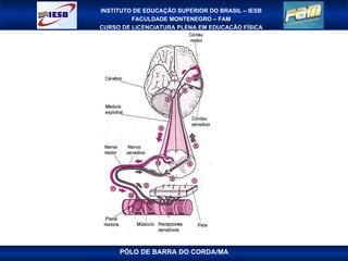 PÓLO DE BARRA DO CORDA/MA 