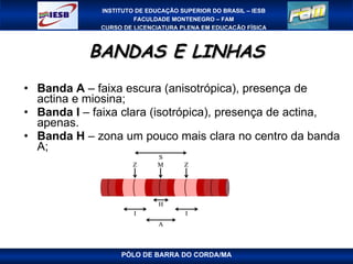BANDAS E LINHAS Banda A  – faixa escura (anisotrópica), presença de actina e miosina; Banda I  – faixa clara (isotrópica), presença de actina, apenas. Banda H  – zona um pouco mais clara no centro da banda A; PÓLO DE BARRA DO CORDA/MA 