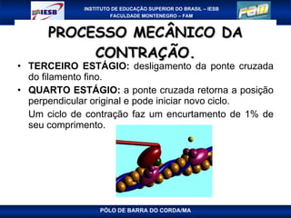 PROCESSO MECÂNICO DA CONTRAÇÃO. TERCEIRO ESTÁGIO:  desligamento da ponte cruzada do filamento fino. QUARTO ESTÁGIO:  a ponte cruzada retorna a posição perpendicular original e pode iniciar novo ciclo. Um ciclo de contração faz um encurtamento de 1% de seu comprimento. PÓLO DE BARRA DO CORDA/MA 