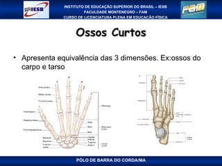 Ossos Curtos PÓLO DE BARRA DO CORDA/MA Apresenta equivalência das 3 dimensões. Ex:ossos do carpo e tarso 