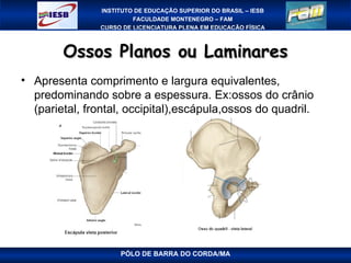 Ossos Planos ou Laminares PÓLO DE BARRA DO CORDA/MA Apresenta comprimento e largura equivalentes, predominando sobre a espessura. Ex:ossos do crânio (parietal, frontal, occipital),escápula,ossos do quadril. 