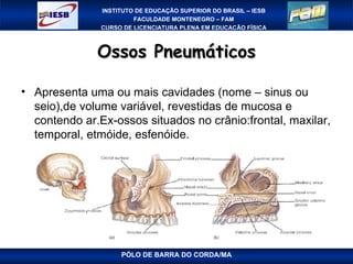 Ossos Pneumáticos PÓLO DE BARRA DO CORDA/MA Apresenta uma ou mais cavidades (nome – sinus ou seio),de volume variável, revestidas de mucosa e contendo ar.Ex-ossos situados no crânio:frontal, maxilar, temporal, etmóide, esfenóide. 