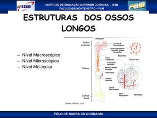 ESTRUTURAS  DOS OSSOS LONGOS Nível Macroscópico Nível Microscópico  Nível Molecular PÓLO DE BARRA DO CORDA/MA 