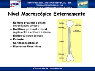 Nível Macroscópico Externamente  Epífises proximal e distal:  extremidades do osso Metáfises proximal e distal:  região entre a epífise e a diáfise. Diáfise  ou corpo do osso Periósteo: Cartilagem articular Elementos Descritivos PÓLO DE BARRA DO CORDA/MA 