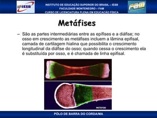 Metáfises  São as partes intermediárias entre as epífises e a diáfise; no osso em crescimento as metáfises incluem a lâmina epifisal, camada de cartilagem hialina que possibilita o crescimento longitudinal da diáfise do osso; quando cessa o crescimento ela é substituída por osso, e é chamada de linha epifisal. PÓLO DE BARRA DO CORDA/MA 