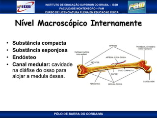 Nível Macroscópico Internamente Substância compacta Substância esponjosa Endósteo Canal medular:  cavidade na diáfise do osso para alojar a medula óssea. PÓLO DE BARRA DO CORDA/MA 