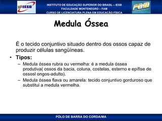 Medula Óssea É o tecido conjuntivo situado dentro dos ossos capaz de produzir células sangüíneas. Tipos: Medula óssea rubra ou vermelha: é a medula óssea produtiva( ossos da bacia, coluna, costelas, esterno e epífise de ossosl ongos-adulto). Medula óssea flava ou amarela: tecido conjuntivo gorduroso que substitui a medula vermelha. PÓLO DE BARRA DO CORDA/MA 
