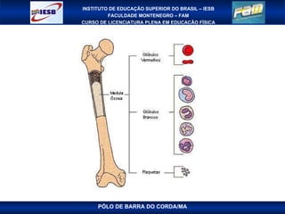 PÓLO DE BARRA DO CORDA/MA 