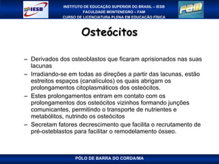 Osteócitos Derivados dos osteoblastos que ficaram aprisionados nas suas lacunas Irradiando-se em todas as direções a partir das lacunas, estão estreitos espaços (canalículos) os quais abrigam os prolongamentos citoplasmáticos dos osteócitos. Estes prolongamentos entram em contato com os prolongamentos dos osteócitos vizinhos formando junções comunicantes, permitindo o transporte de nutrientes e metabólitos, nutrindo os osteócitos Secretam fatores decrescimento que facilita o recrutamento de pré-osteblastos para facilitar o remodelamento ósseo. PÓLO DE BARRA DO CORDA/MA 