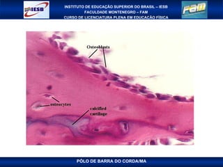 PÓLO DE BARRA DO CORDA/MA 