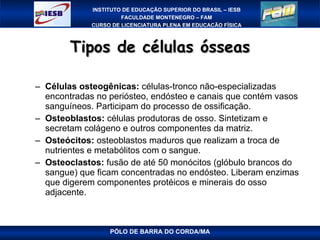 Tipos de células ósseas Células osteogênicas:  células-tronco não-especializadas encontradas no periósteo, endósteo e canais que contém vasos sanguíneos. Participam do processo de ossificação. Osteoblastos:  células produtoras de osso. Sintetizam e secretam colágeno e outros componentes da matriz. Osteócitos:  osteoblastos maduros que realizam a troca de nutrientes e metabólitos com o sangue. Osteoclastos:  fusão de até 50 monócitos (glóbulo brancos do sangue) que ficam concentradas no endósteo. Liberam enzimas que digerem componentes protéicos e minerais do osso adjacente. PÓLO DE BARRA DO CORDA/MA 