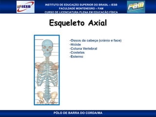 Esqueleto Axial PÓLO DE BARRA DO CORDA/MA 