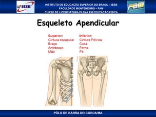 Esqueleto Apendicular PÓLO DE BARRA DO CORDA/MA 
