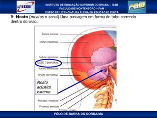 PÓLO DE BARRA DO CORDA/MA Meato acústico externo B-  Meato  ( meatus  = canal) Uma passagem em forma de tubo correndo dentro do osso. 