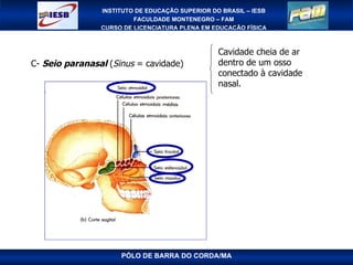 PÓLO DE BARRA DO CORDA/MA C-  Seio paranasal  ( Sinus  = cavidade) Cavidade cheia de ar dentro de um osso conectado à cavidade nasal.  