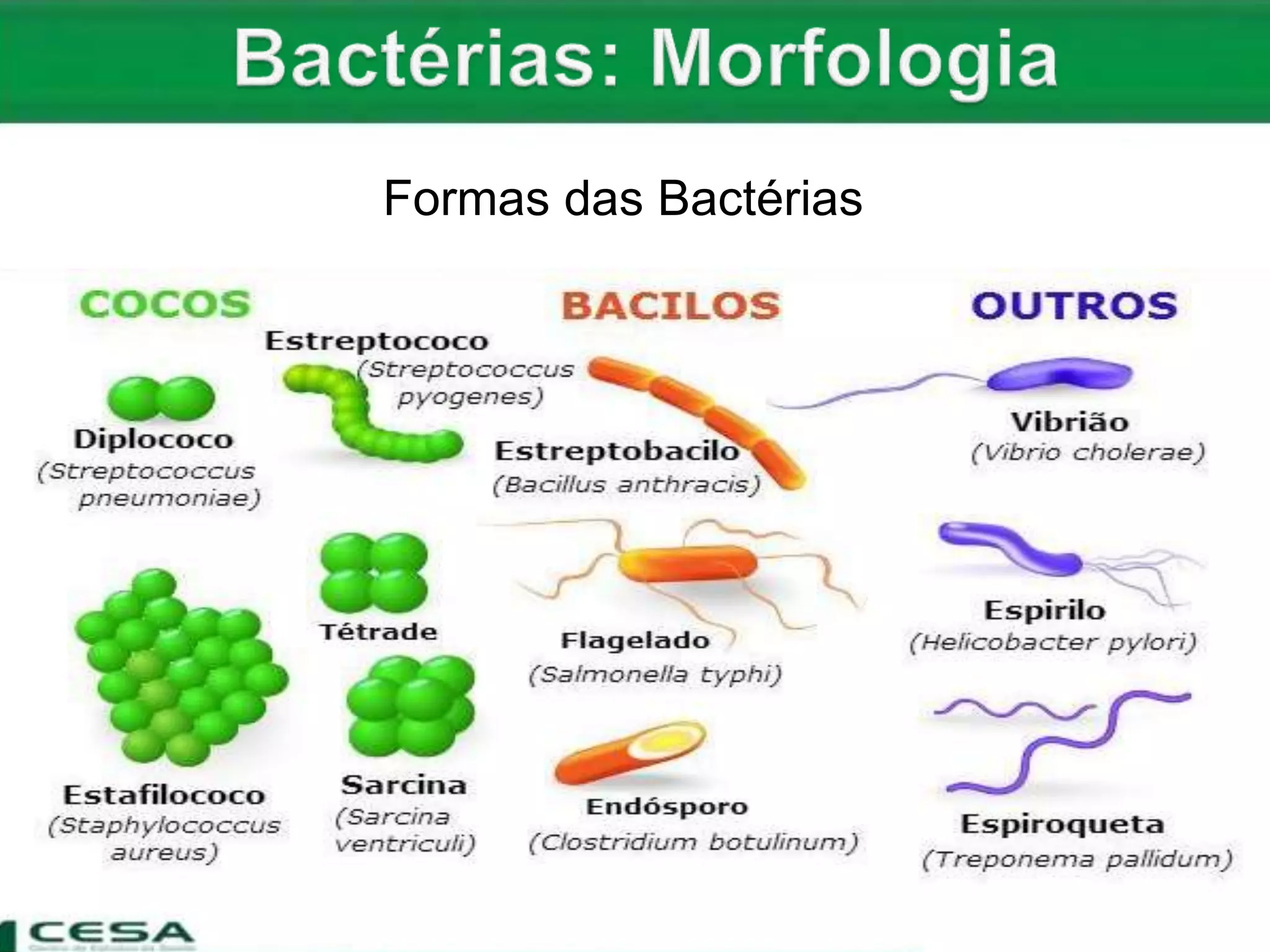 Aula Bactérias - estrutura - morfologia e patogenicidade | PPTX