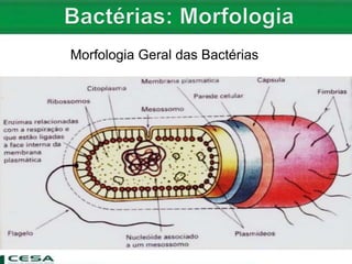 Morfologia Geral das Bactérias
 