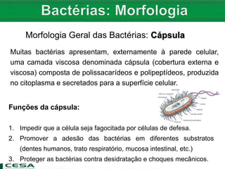 Morfologia Geral das Bactérias: Cápsula
Funções da cápsula:
1. Impedir que a célula seja fagocitada por células de defesa.
2. Promover a adesão das bactérias em diferentes substratos
(dentes humanos, trato respiratório, mucosa intestinal, etc.)
3. Proteger as bactérias contra desidratação e choques mecânicos.
Muitas bactérias apresentam, externamente à parede celular,
uma camada viscosa denominada cápsula (cobertura externa e
viscosa) composta de polissacarídeos e polipeptídeos, produzida
no citoplasma e secretados para a superfície celular.
 