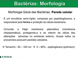 Morfologia Geral das Bactérias: Parede celular
É um envoltório semi-rígido, composto por peptídioglicanos, e
responsável pela forma e proteção da célula bacteriana.
Circunda a frágil membrana plasmática (membrana
citoplasmática), protegendo-a e ao interior da célula das
alterações adversas no ambiente externo. Quase todos os
procariotos possuem paredes celulares.
 Tamanho : 30 – 100 nm  0 – 80% - peptioglicano (polímero)
 