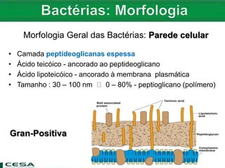 Morfologia Geral das Bactérias: Parede celular
• Camada peptídeoglicanas espessa
• Ácido teicóico - ancorado ao peptideoglicano
• Ácido lipoteicóico - ancorado à membrana plasmática
• Tamanho : 30 – 100 nm 0 – 80% - peptioglicano (polímero)
Gran-Positiva
 