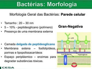 Morfologia Geral das Bactérias: Parede celular
• Tamanho : 20 – 30 nm
• 5 – 10% - peptideoglicano (polímero)
• Presença de uma membrana externa
• Camada delgada de peptideoglicano
• Membrana extena – fosfolipídeos,
porinas e lipopolissacarídeos
• Espaço periplásmico – enzimas para
degradar substâncias tóxicas.
Gran-Negativa
 