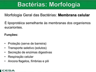 Morfologia Geral das Bactérias: Membrana celular
É lipoprotéica semelhante às membranas dos organismos
eucariontes.
Funções:
• Proteção (serve de barreira)
• Transporte seletivo (solutos)
• Secreção de enzimas digestivas
• Respiração celular
• Ancora flagelos, fímbrias e pili
 