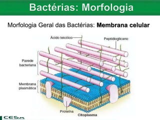 Morfologia Geral das Bactérias: Membrana celular
 