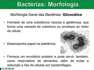 Morfologia Geral das Bactérias: Glicocálice
• Formado de uma substância viscosa e gelatinosa, que
forma uma camada de cobertura ou envelope ao redor
da célula;
• Desempenha papel na aderência;
• Fornece um envoltório protetor e pode servir, também,
como reservatório de alimentos, além de evitar a
adsorção e lise da células por bacteriófagos.
 