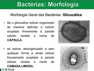 Morfologia Geral das Bactérias: Glicocálice
• Se o glicocálice estiver organizado
de maneira definida e estiver
acoplado firmemente à parede
celular, recebe o nome de
CÁPSULA;
• se estiver desorganizado e sem
qualquer forma e ainda estiver
frouxamente acoplado à parede
celular, recebe o nome de
CAMADA LIMOSA.
 