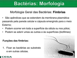 Morfologia Geral das Bactérias: Fímbrias
Funções das fímbrias:
1. Fixar as bactérias ao substrato
e em outras células.
• São apêndices que se estendem da membrana plasmática
passando pela parede celular e cápsula emergindo para o meio
Externo;
• Podem ocorrer em toda a superfície da célula ou nos pólos;
• Podem se aderir umas as outras e às superfícies (biofilmes)
Escherichia coli
Fímbria tipo I
 