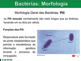 Morfologia Geral das Bactérias: Pili
Funções das Pili:
Responsável pela formação
da ponte citoplasmática que
permite a transferência de
informação genética
durante o processo de
conjugação.
os Pili sexuais normalmente são mais longos que as fimbrias,
havendo um ou dois por célula.
 