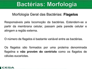 Morfologia Geral das Bactérias: Flagelos
Responsáveis pela locomoção da bactérias. Estendem-se a
partir da membrana celular, passam pela parede celular e
atingem a região externa.
O número de flagelos é bastante variável entre as bactérias.
Os flagelos são formados por uma proteína denominada
flagelina e não provém do centríolo como os flagelos de
células eucariotas.
 