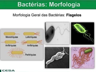 Morfologia Geral das Bactérias: Flagelos
 