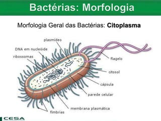 Morfologia Geral das Bactérias: Citoplasma
 