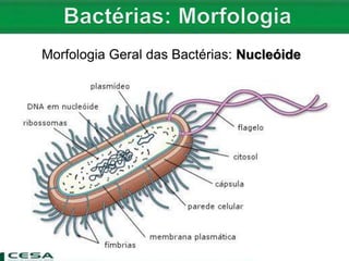 Morfologia Geral das Bactérias: Nucleóide
 