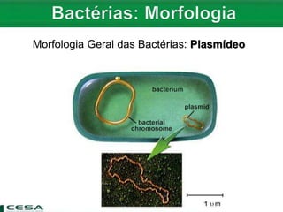 Morfologia Geral das Bactérias: Plasmídeo
 