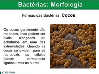Formas das Bactérias: Cocos
Os cocos geralmente são
redondos, mas podem ser
ovais, alongados ou
achatados em uma das
extremidades. Quando os
cocos se dividem para se
reproduzir, as células
podem permanecer
ligadas umas às outras.
 