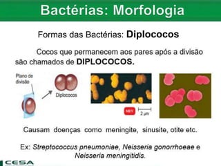 Formas das Bactérias: Diplococos
 